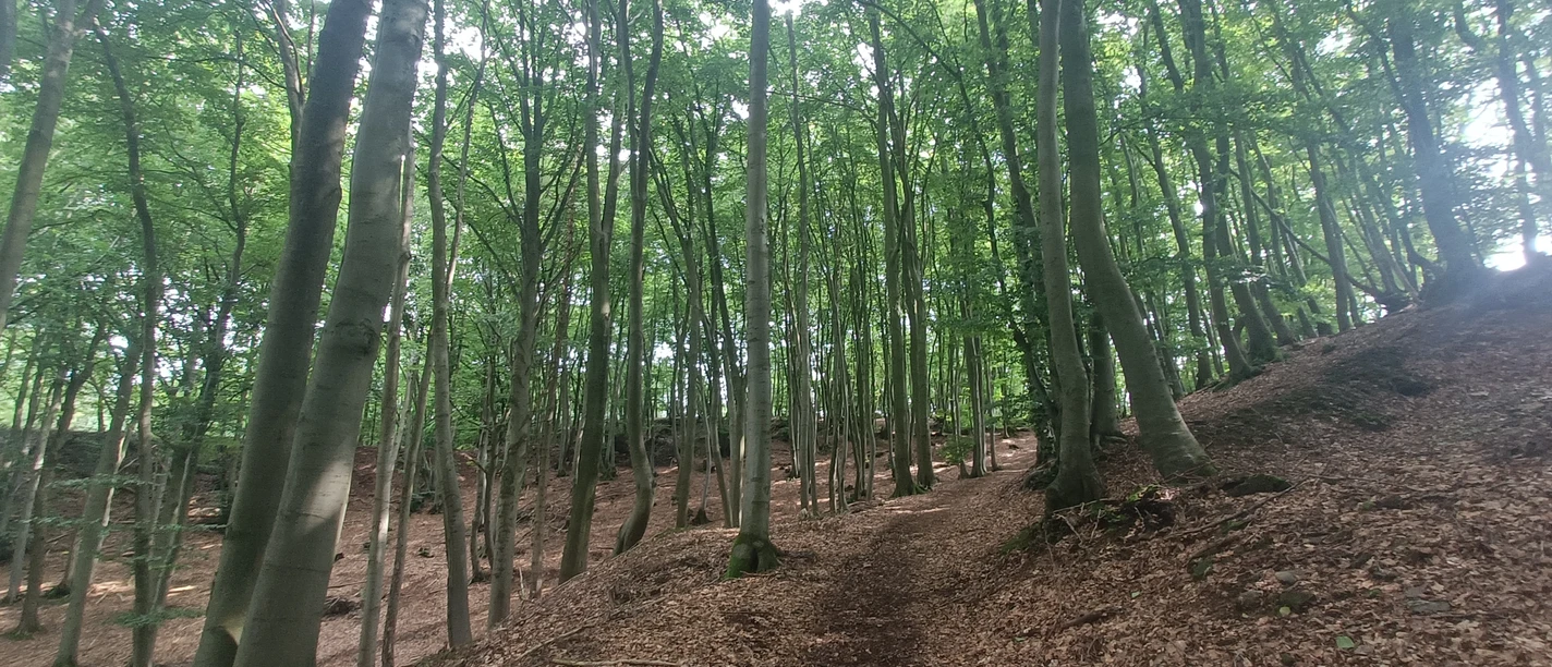 Waldweg.jpg