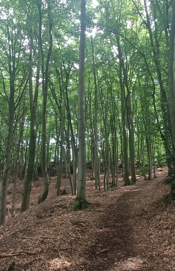 Waldweg.jpg
