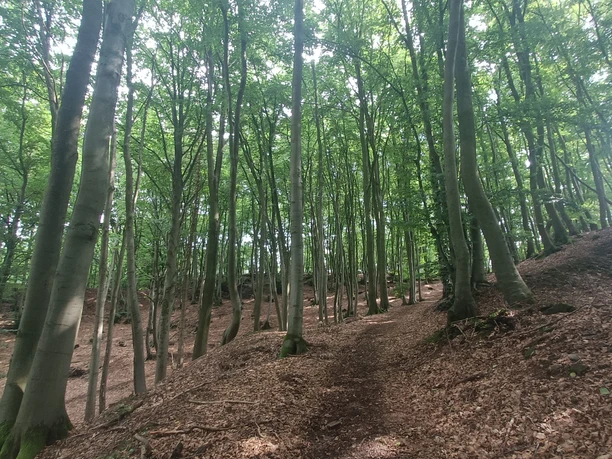 Waldweg.jpg