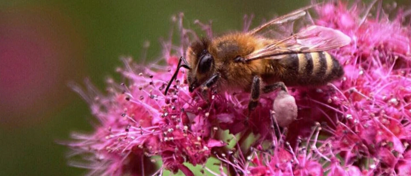 Kohrener Land Imkerei