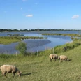 Auenlandschaft_Vreschen_Bokel-Blick_von_der_Aussichtssplattform_mit_Schafen-Apen.jpg Weidende Schafe auf grüner Wiese vor einer weitläufigen Auenlandschaft mit Wasserflächen.