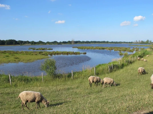 Auenlandschaft_Vreschen_Bokel-Blick_von_der_Aussichtssplattform_mit_Schafen-Apen.jpg Weidende Schafe auf grüner Wiese vor einer weitläufigen Auenlandschaft mit Wasserflächen.