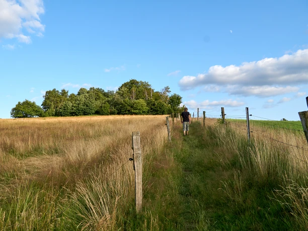 A person walks along a narrow path through a field with tall grass and a fence.