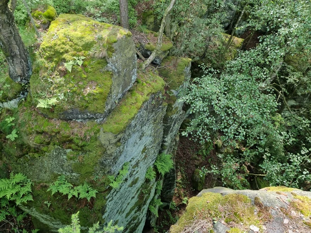 Moss-covered rocks and green bushes in a forest.