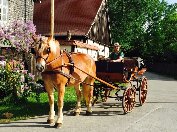 Unterwegs mit starken Pferden in Waldhaus