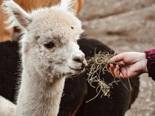 Alpakahome - Schmusestunde