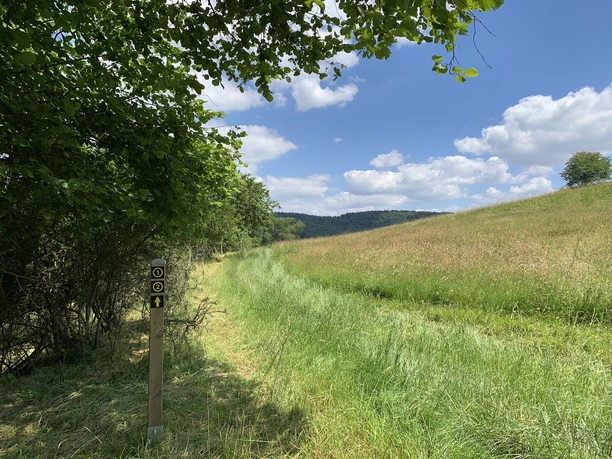 Saftige Wiesen auf dem Rundweg Schierberg 1