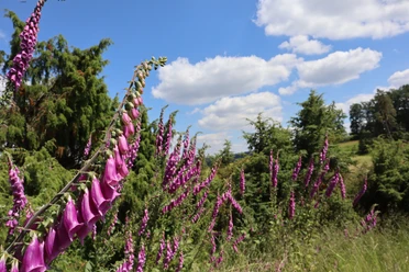Fingerhut auf dem Rundweg Schierberg 1