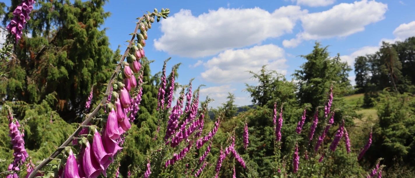 Fingerhut auf dem Rundweg Schierberg 1