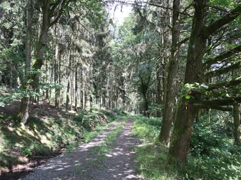 Kühle Wälder auf dem Rundweg Schierberg 1