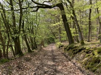 Unterwegs auf dem Spicke Rundweg 1 bei Edertal-Kleinern