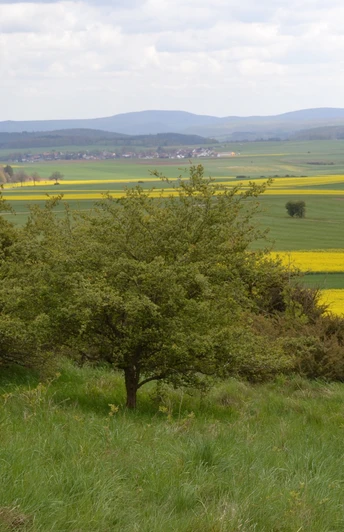 Blick vom Böhlenberg auf Immighausen