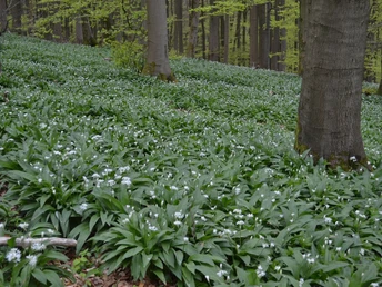 Bärlauchfeld am Eschenberg