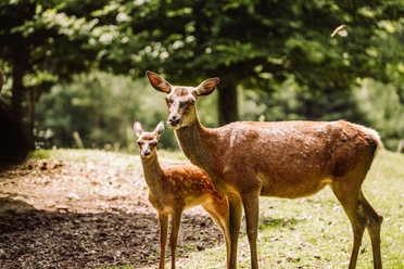 Gernsbach_Kaltenbronn_Wildgehege (4)