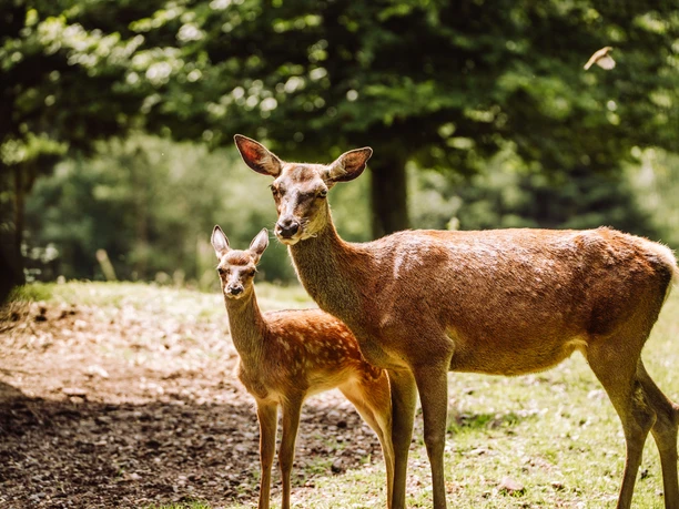 Gernsbach_Kaltenbronn_Wildgehege (4)