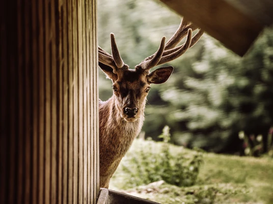 Gernsbach_Kaltenbronn_Wildgehege (7)