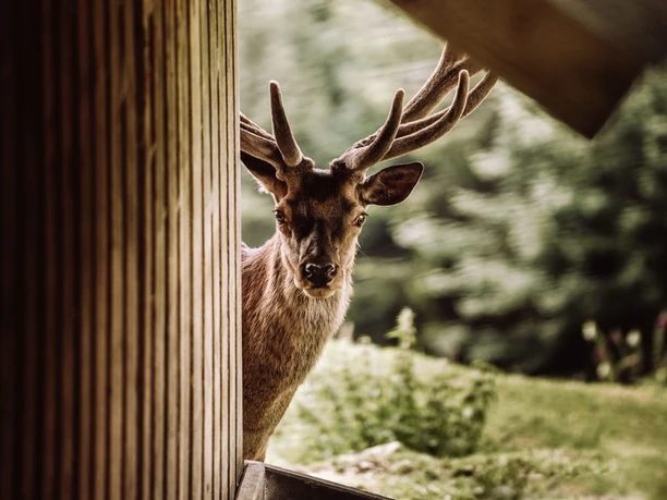 Gernsbach_Kaltenbronn_Wildgehege (7)