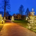 weihnachtsbeleuchtung_kurpark Beleuchtete Tannen entlang eines Weges im Kurpark bei Abenddämmerung mit warmem Lichterglanz.