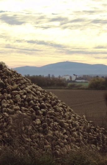 Zuckerrübenberg bei Salzgitter-Ohlendorf mit Blick zum Brocken