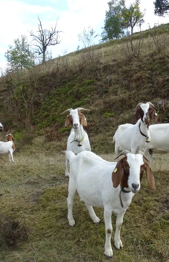 Ziegen bei Forbach-Bermersbach