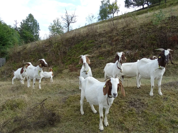 Ziegen bei Forbach-Bermersbach