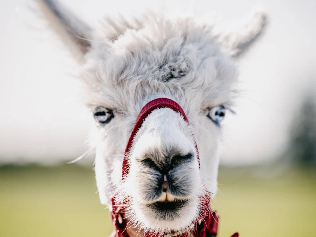 Nordfriesland_Alpakas