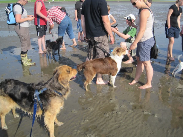 Hundewatt030712 (7).JPG