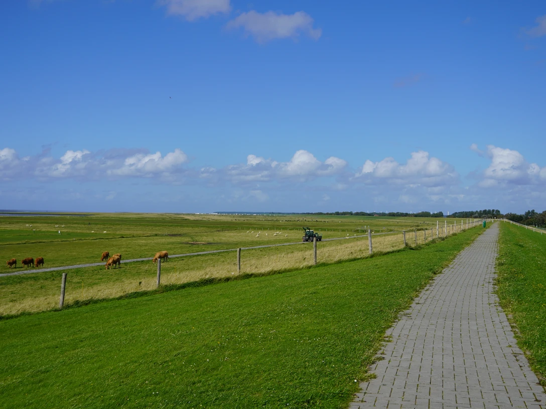 © Deich mit Kühen -YF.JPG