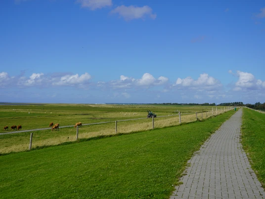 © Deich mit Kühen -YF.JPG