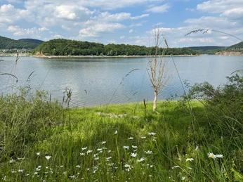 Wiese und Edersee nahe Bringhausen