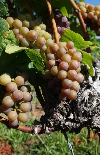Trauben in Nußbach