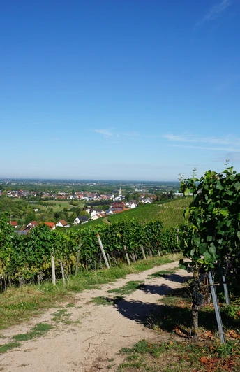 Oberkircher Reblandschaft Nußbach