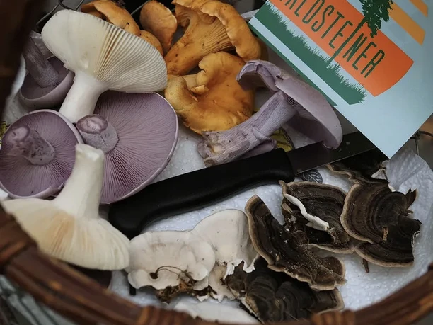 Pilze im Korb