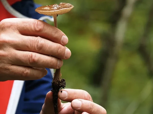Pilz in der Hand