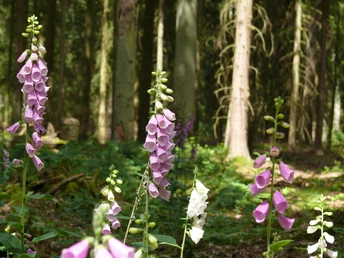 Im Sommer nahezu überall entlang der Tour zu finden: "Fingerhut"/Digitalis.