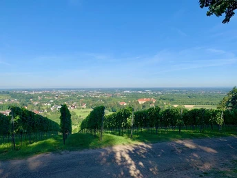 Reblandschaft mit Blick ins Rheintal