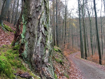Alte Lärche mit Flechten am Wegrand