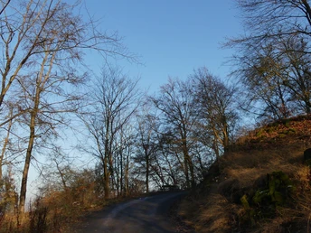 Wald-Impression beim Abstieg