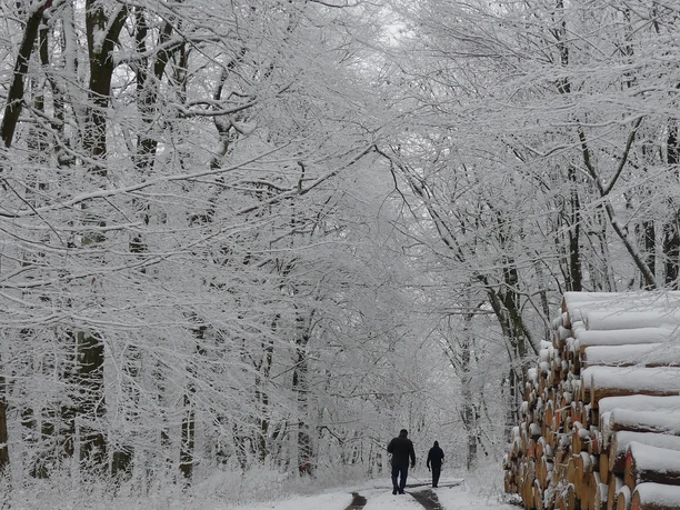 Wanderer im eingeschneiten Buchenwald