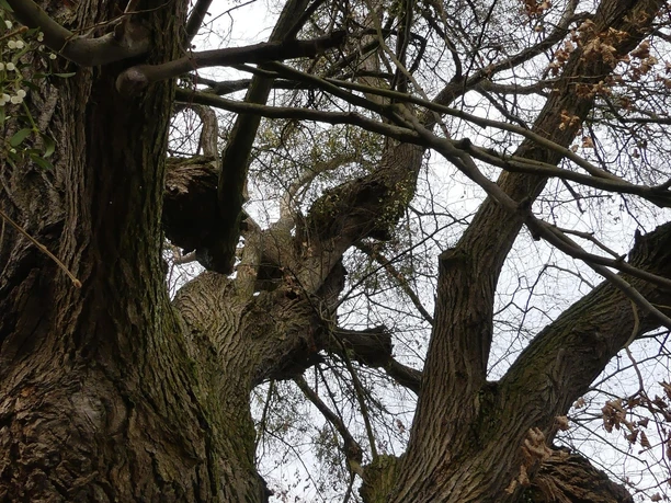 Alte Weide am Manderner Rundweg