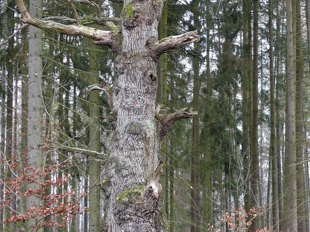 Naturdenkmal Hirteneiche