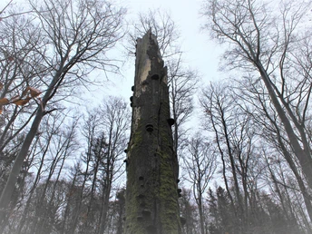 Zunderschwämme an altem Buchenstamm