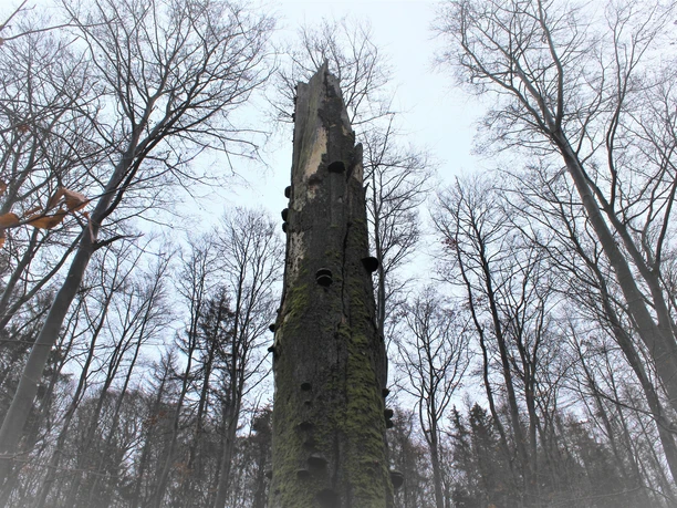 Zunderschwämme an altem Buchenstamm