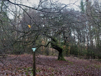 Naturdenkmal Süntelbuchen