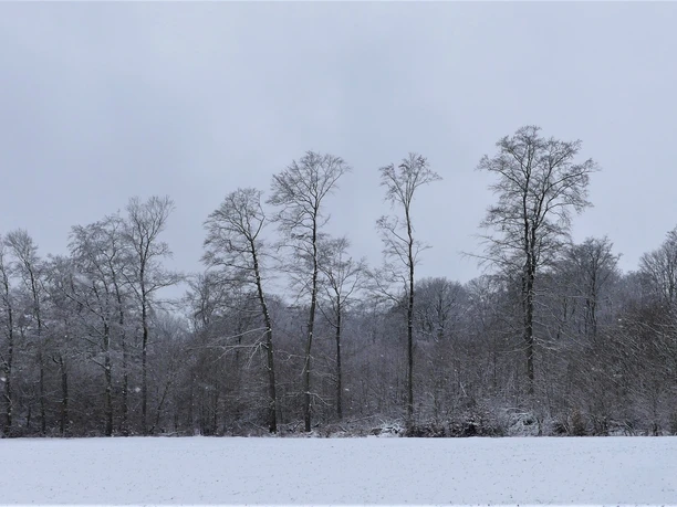 Winterlicher Buchenwald