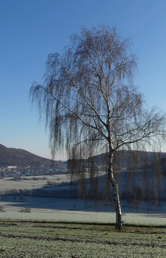 Blick auf Reinhardshausen und das Wölftetal