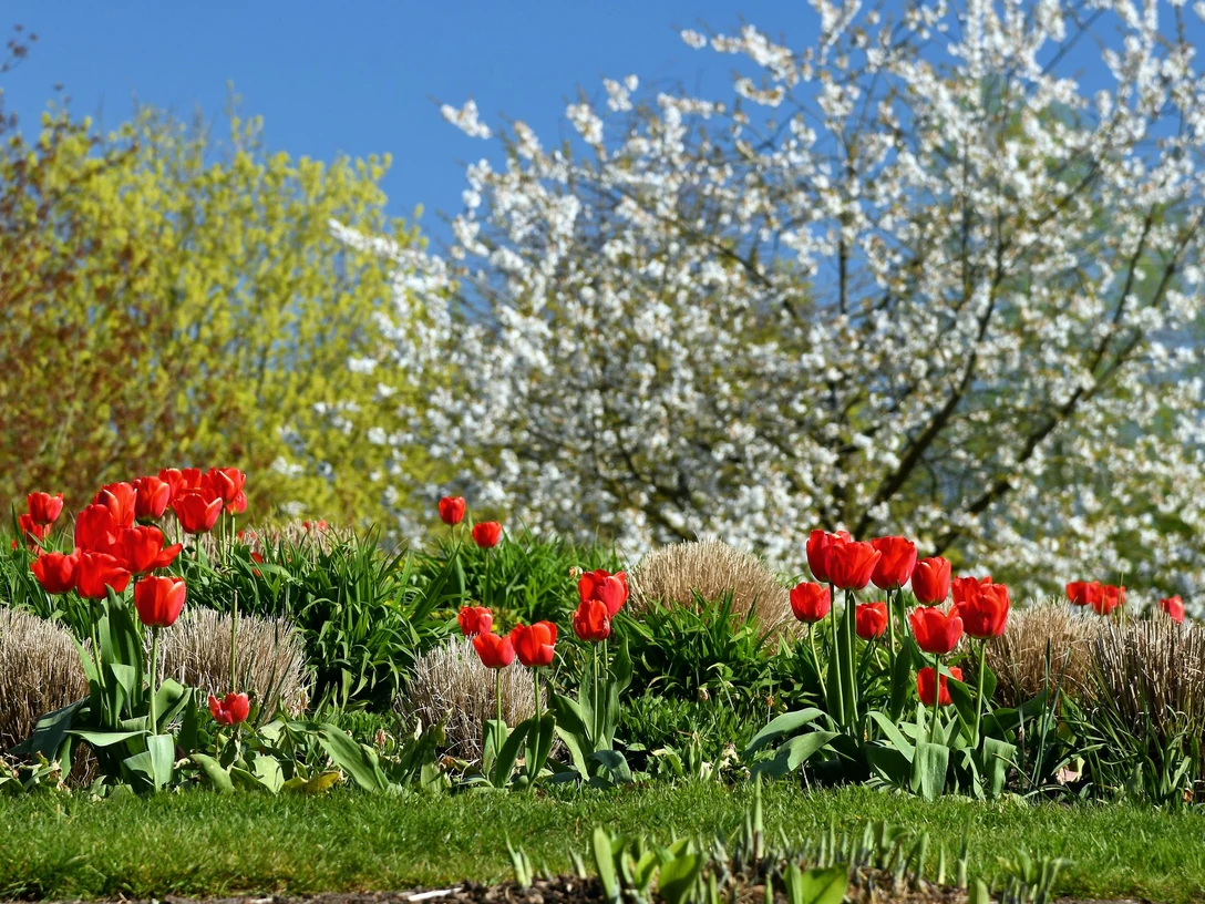Hans_Juergen_Zietz___Fruehling_02_web.jpg Rote Tulpen auf grüner Wiese vor blühenden Bäumen unter klarem blauen Himmel im Frühling.