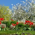 Hans_Juergen_Zietz___Fruehling_02_web.jpg Rote Tulpen auf grüner Wiese vor blühenden Bäumen unter klarem blauen Himmel im Frühling.Red tulips on a green meadow in front of blossoming trees under a clear blue sky in spring.Røde tulipaner på en grøn eng foran blomstrende træer under en klar blå himmel om foråret.Rode tulpen op een groene weide voor bloeiende bomen onder een strakblauwe lucht in de lente.