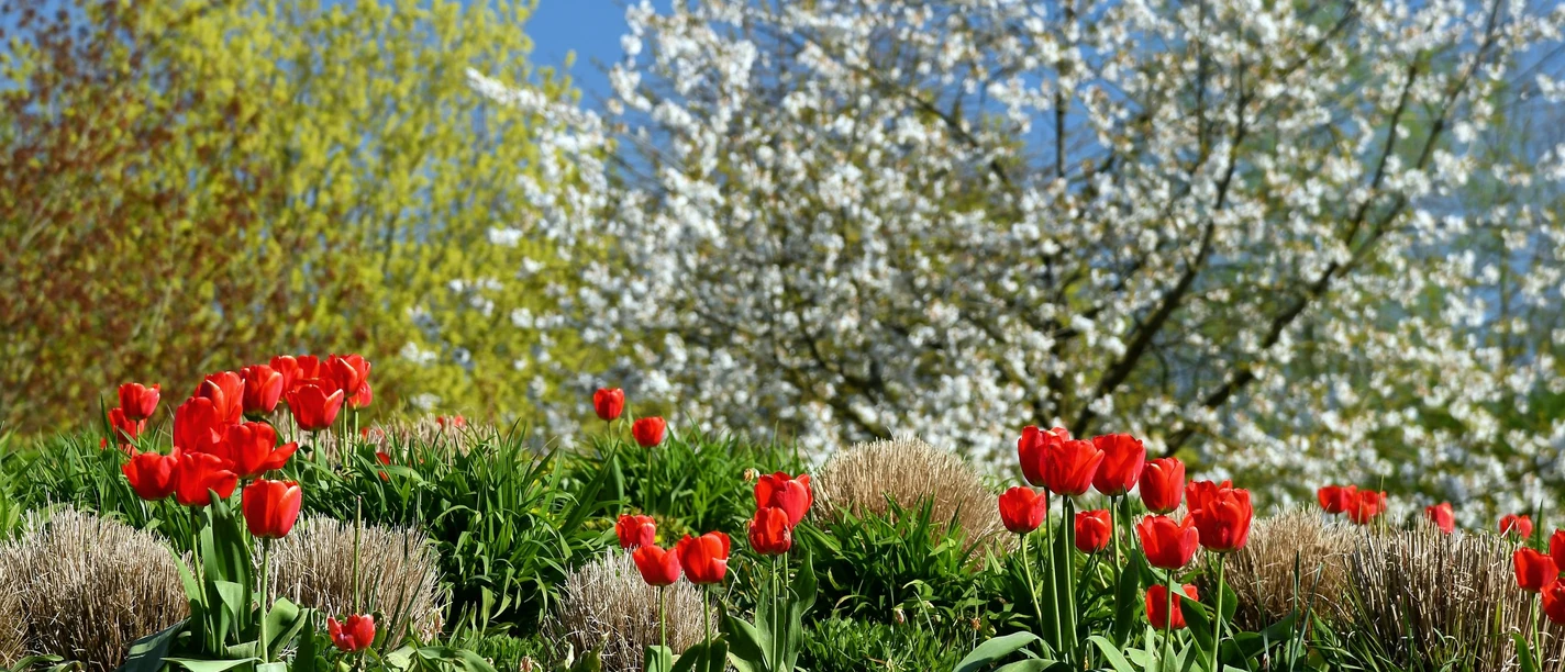 Hans_Juergen_Zietz___Fruehling_02_web.jpg Rote Tulpen auf grüner Wiese vor blühenden Bäumen unter klarem blauen Himmel im Frühling.