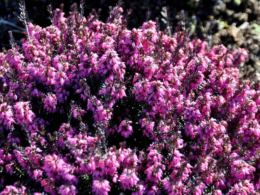 0311_winterheide.jpg Blühendes Winterheidekraut mit dichten, leuchtend pinken Blüten in winterlicher Naturumgebung.